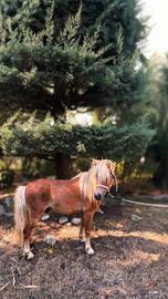 Dolcissimo Pony