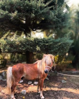 Dolcissimo Pony