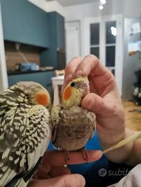 Pappagallo calopsita