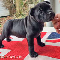 Cuccioli maschi Staffordshire Bull Terrier