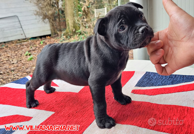 Cuccioli maschi Staffordshire Bull Terrier