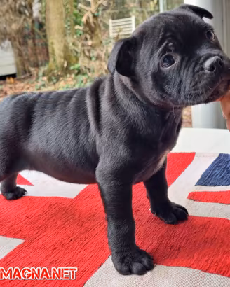 Cuccioli maschi Staffordshire Bull Terrier