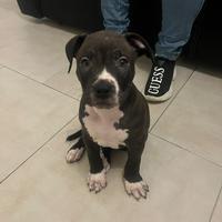 Cucciolo di Pitbull