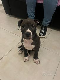 Cucciolo di Pitbull