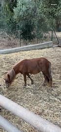 Cavalla pony