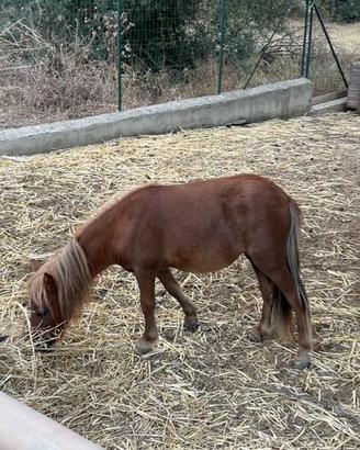 Cavalla pony