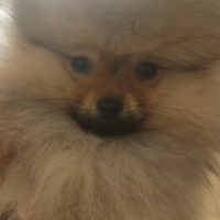 Spitz nano mini mini