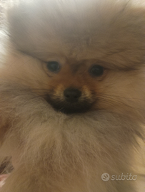 Spitz nano mini mini