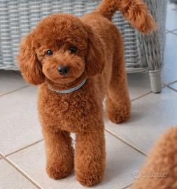 Barboncino Red per Accoppiamento - Monta