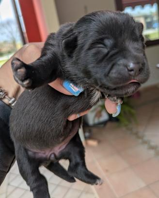 Cuccioli meticci taglia piccola