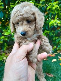 Maltipoo Toy maschio