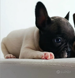 Bulldog francese