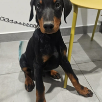 Cucciolo dobermann