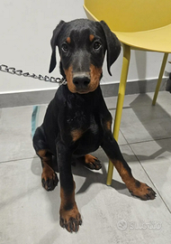 Cucciolo dobermann