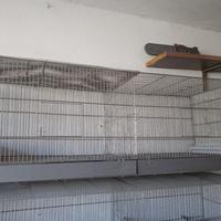 gabbie allevamento da 120