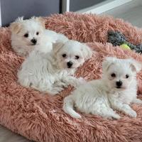 Cuccioli Maltese Maschi