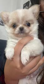 Chihuahua cuccioli