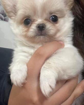 Chihuahua cuccioli