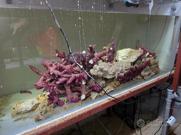 roccie acquario marino