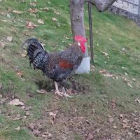 Gallo Olive egger