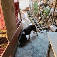 Springer Spaniel femmina