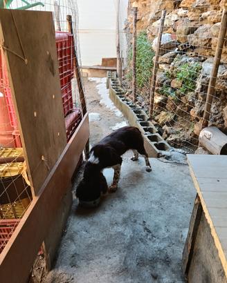 Springer Spaniel femmina