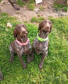 Cuccioli Bracco tedesco