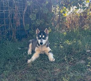 Siberian Husky con pedigree enci