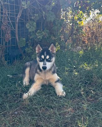 Siberian Husky con pedigree enci
