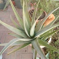 Aloe vera di 7 anni