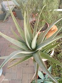 Aloe vera di 7 anni