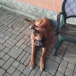 Cane taglia grande
