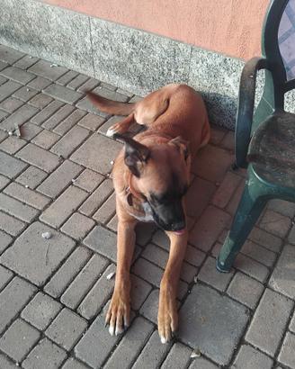Cane taglia grande