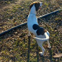 Vendesi cuccioli di bracco