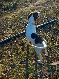 Vendesi cuccioli di bracco