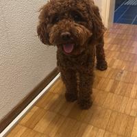 Barboncino per monta