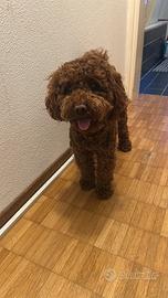 Barboncino per monta