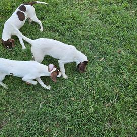 cani per tartufi 