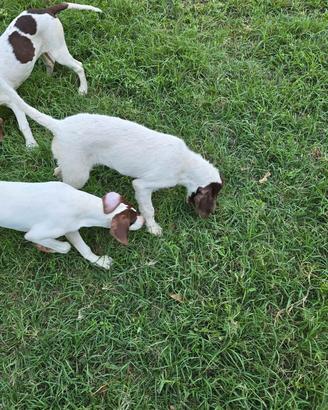 cani per tartufi 