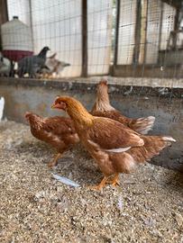 Galline ovaiole