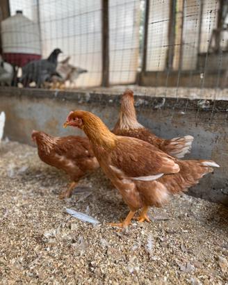 Galline ovaiole