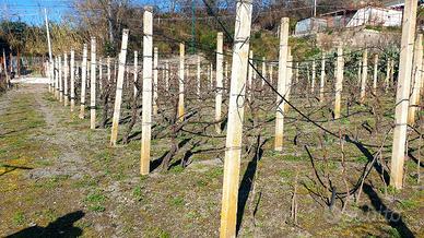 Terreno agricolo in vendita