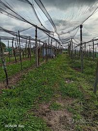 Terreno recintato