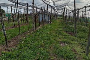 Terreno recintato