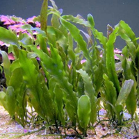 Macroalghe Caulerpa Prolifera