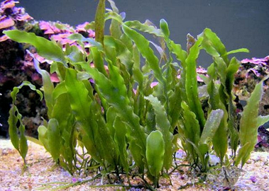 Macroalghe Caulerpa Prolifera