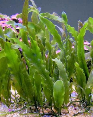 Macroalghe Caulerpa Prolifera