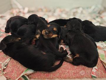 Cuccioli di Cocker spaniel inglese