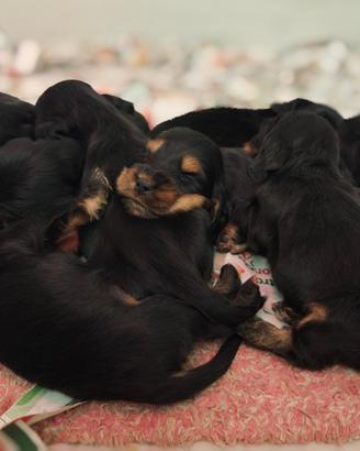 Cuccioli di Cocker spaniel inglese