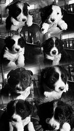 Cuccioli di Border Collie